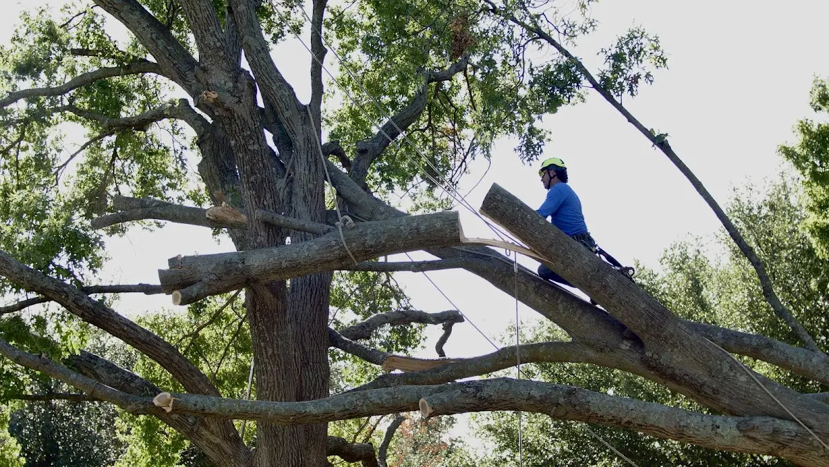 Professional Crown Thinning performed by certified arborists in Callahan