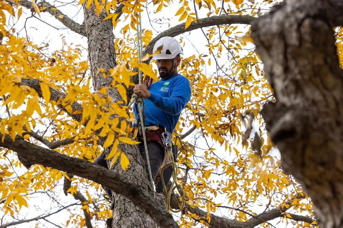 Skilled Tree Planting crew working in Callahan
